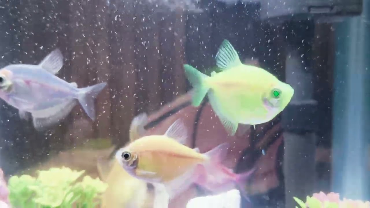My aquarium 