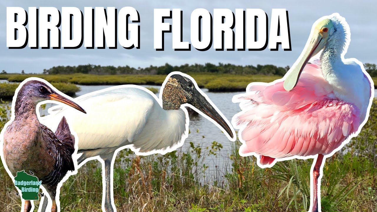 Birding One of Florida’s Top Wildlife Refuges! Merritt Island NWR