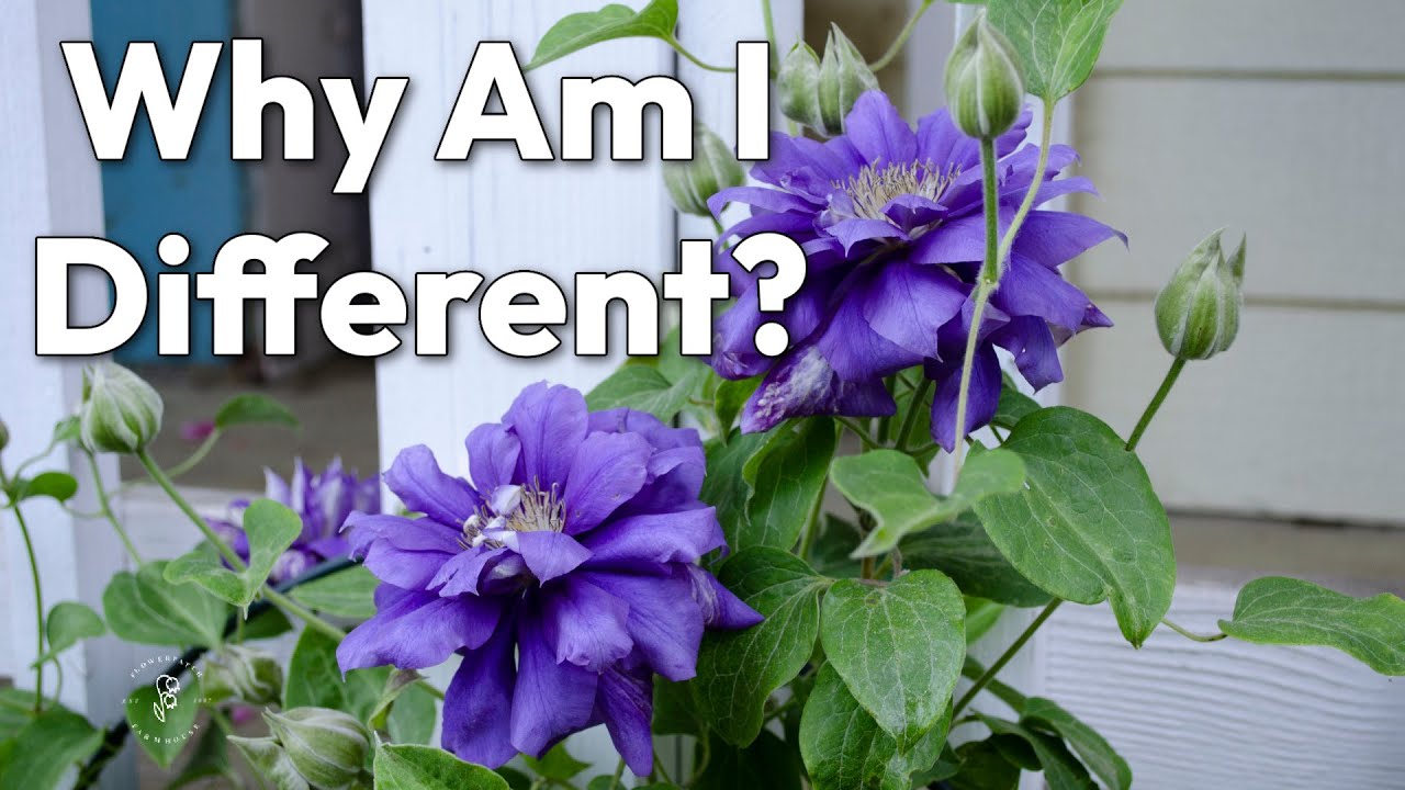 Spring Pruning My Clematis!
