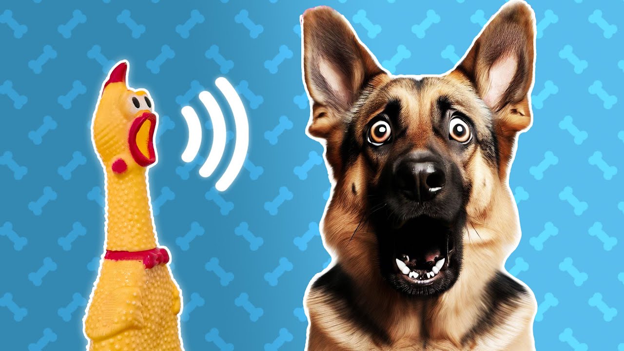 🐥 5 Squeaky Toy Sound For Dogs to React To