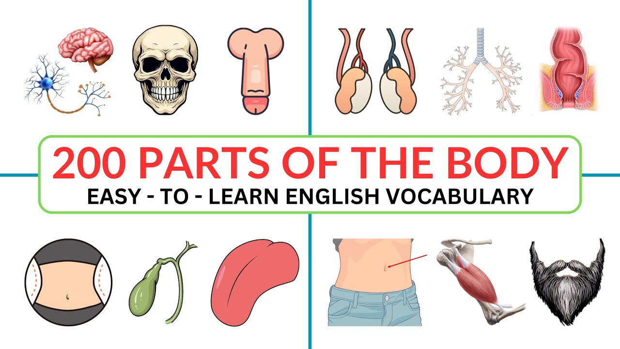 200 Parts of The Body in English | Human Body Parts | Daily English Vocabulary |