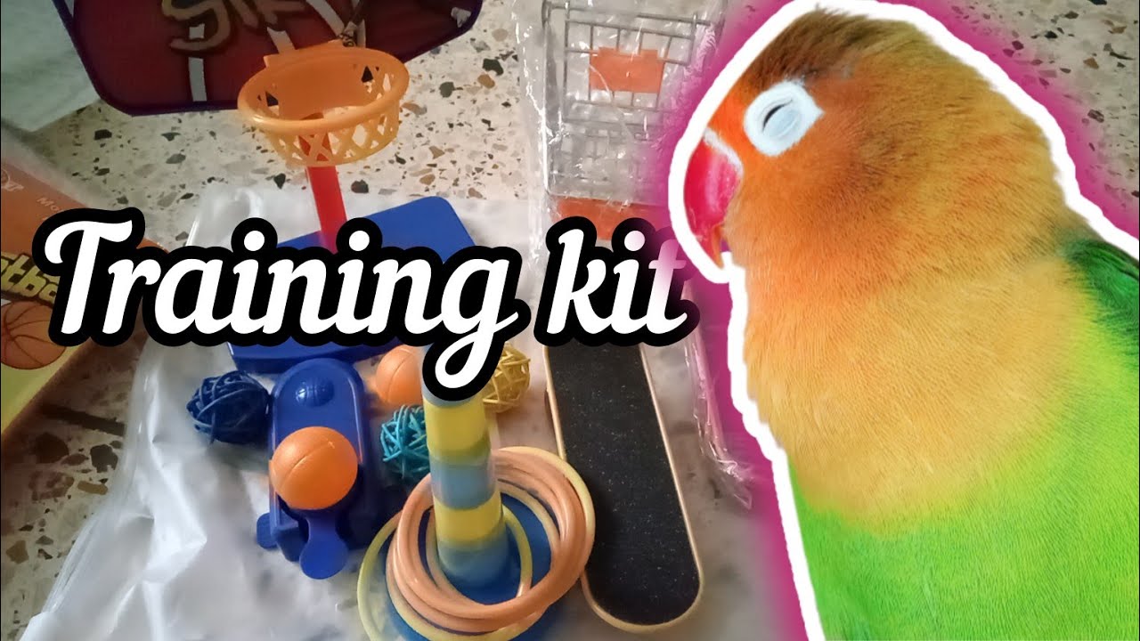 Parrot Training Toy Kit for lovebirds, Cockatiel, Budgie and other birds | lovebirds toys