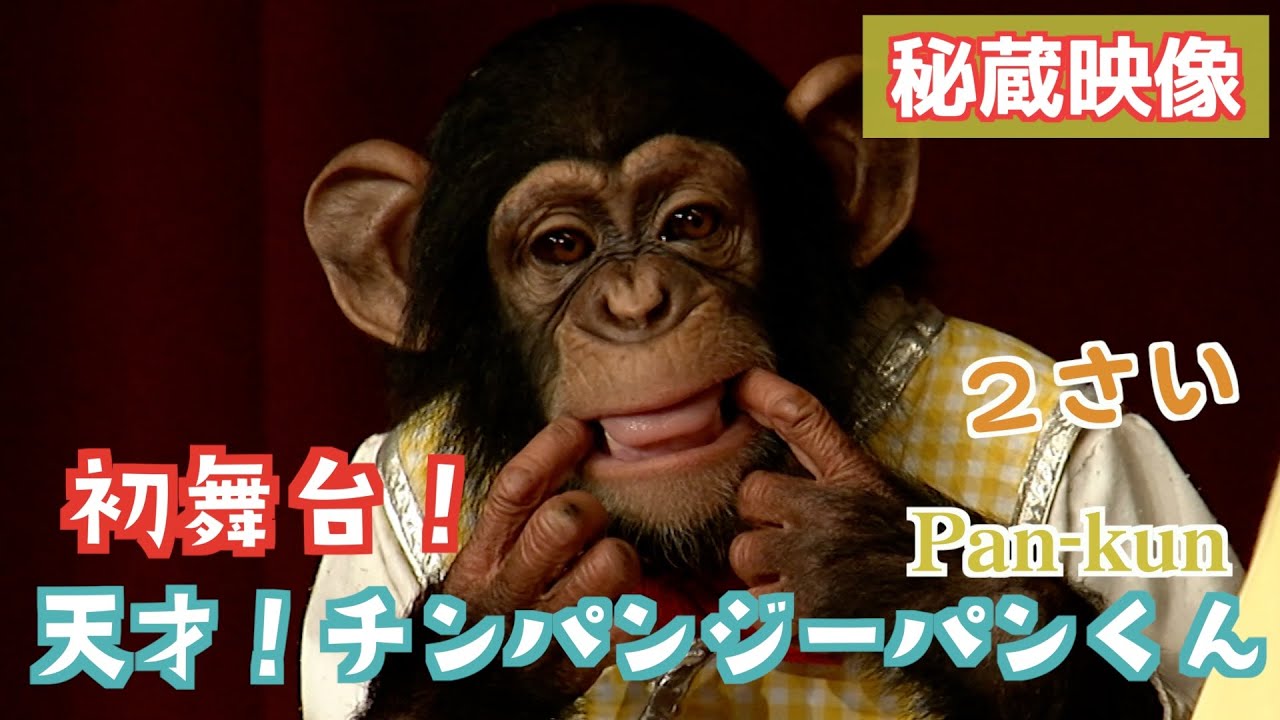 必見❗️「天才！チンパンジーパンくん２歳」デビュー作‼️秘蔵映像2004年の黄金コンビにタイムスリップ【みやざわ劇場の歴史】Pan-kun　モンキーふーちゃん🐒タイムマシンごっこで「いってモンキー🐒」