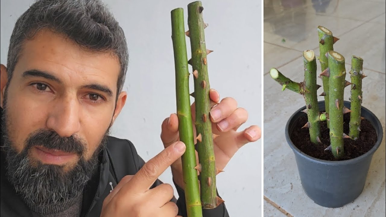الحاضر يعلم الغايب بلش موعد زراعة ورد الجوري