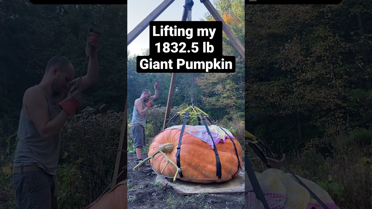 Lifting a huge giant pumpkin