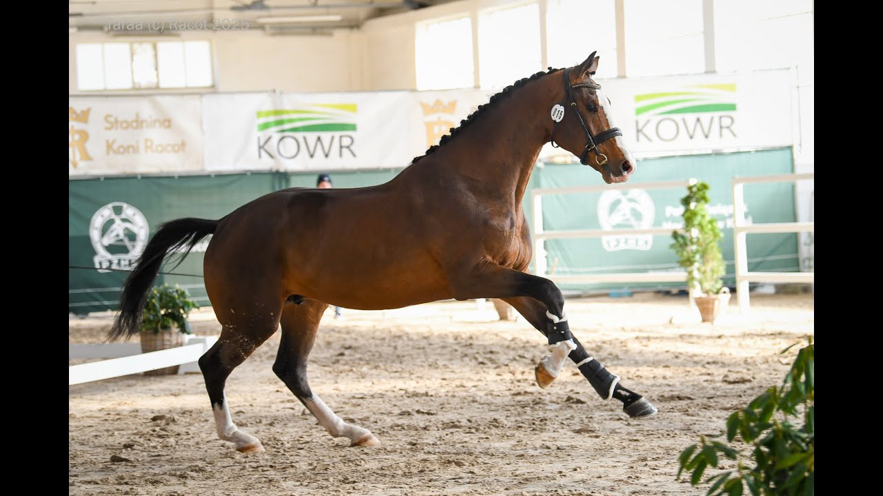Index PGN, Kjento x Barbur, ur./born 24.04.2022, gniady/bay, PZHK (wlkp)