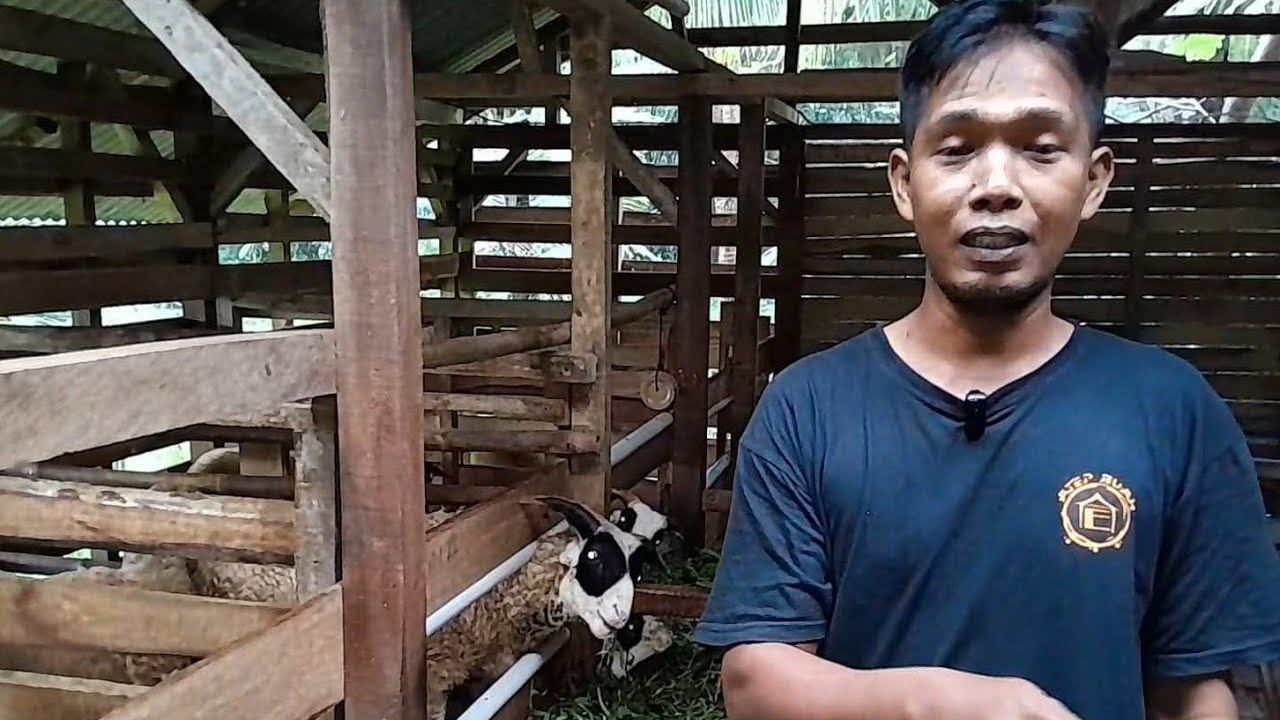 PEMULA SUKSES BETERNAK DOGAR DI CIMERAK PANGANDARAN