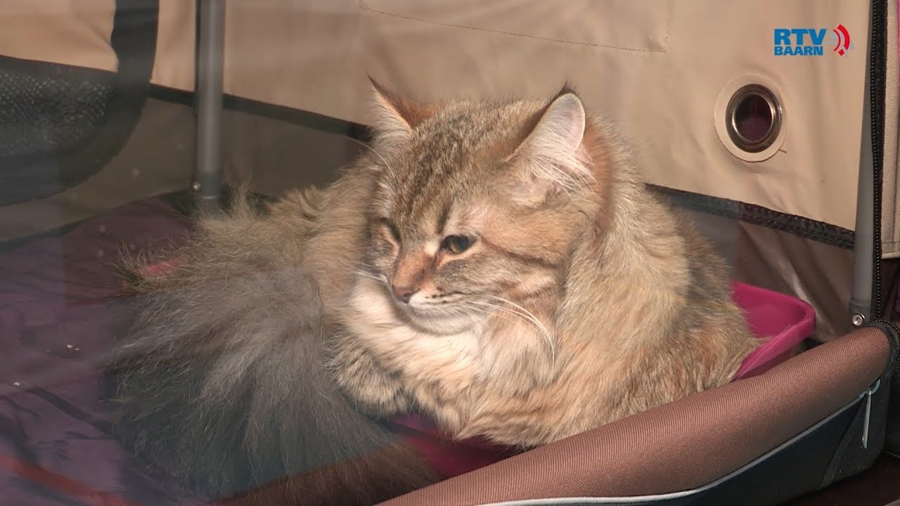 500 katten in Sporthal De Trits