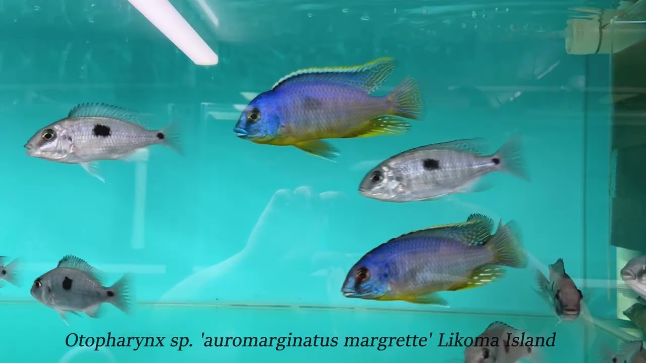 Integral Aquatics Otopharynx sp  'auromarginatus margrette' Likoma Island