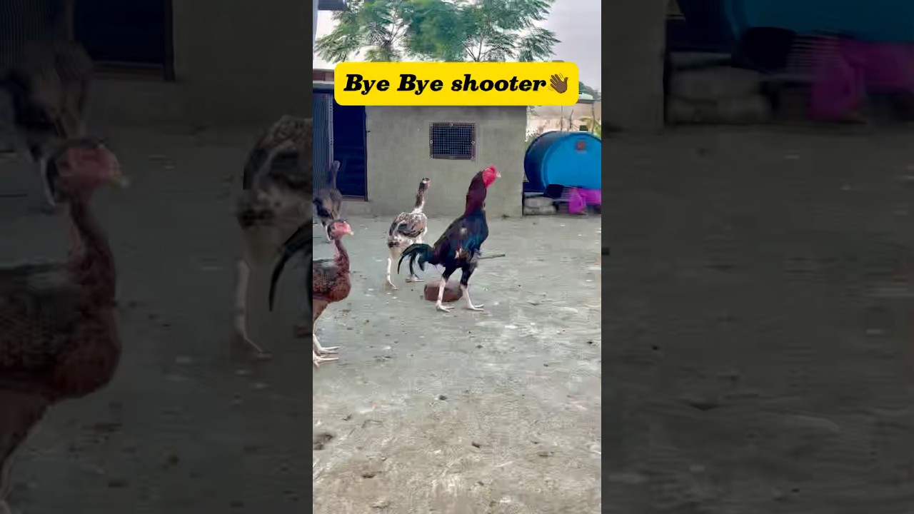 Bye Bye shooter😭 #minivlog #breedingpair #petlover #vlog #pets #murga #aseel #kabutar #pigeon