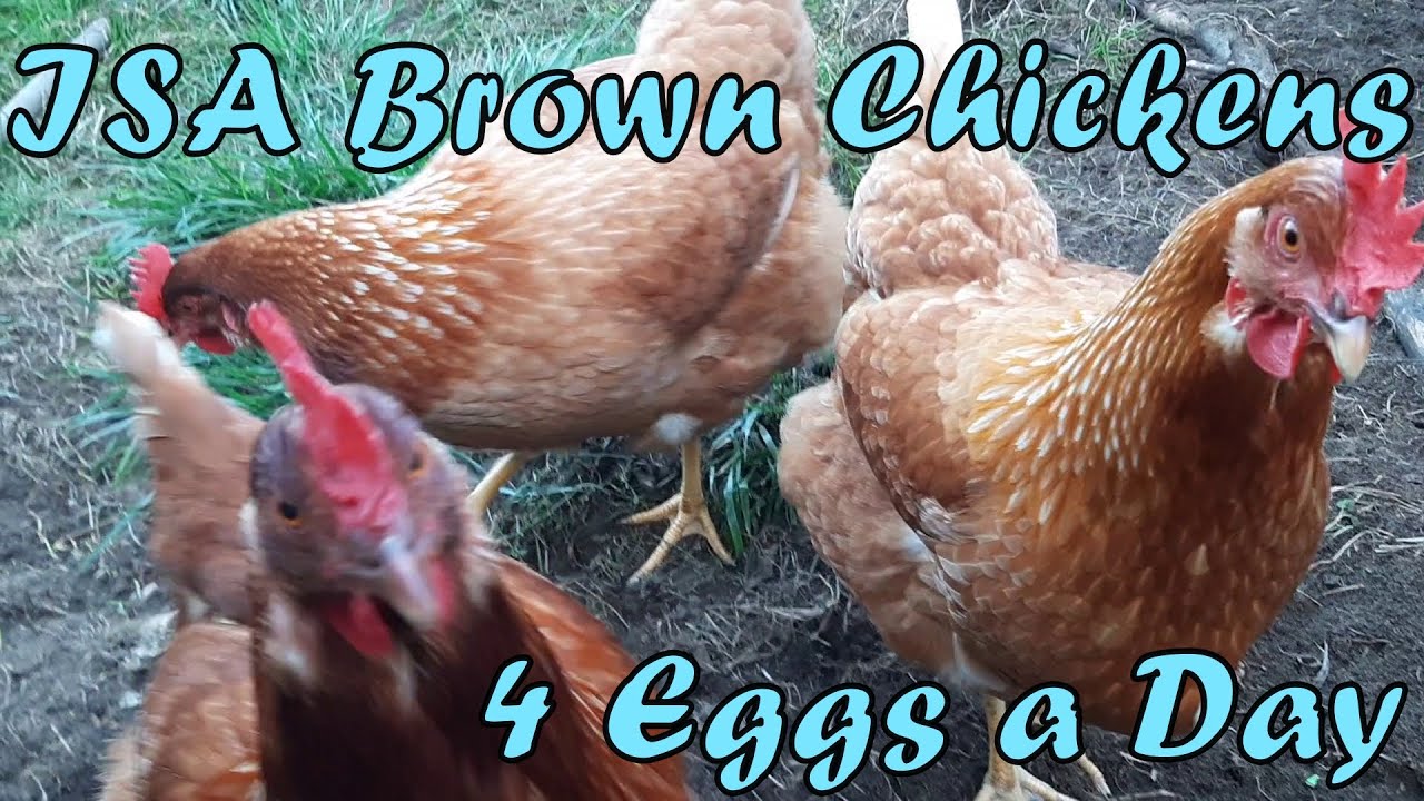 Are the ISA Brown Chickens trying to get out?