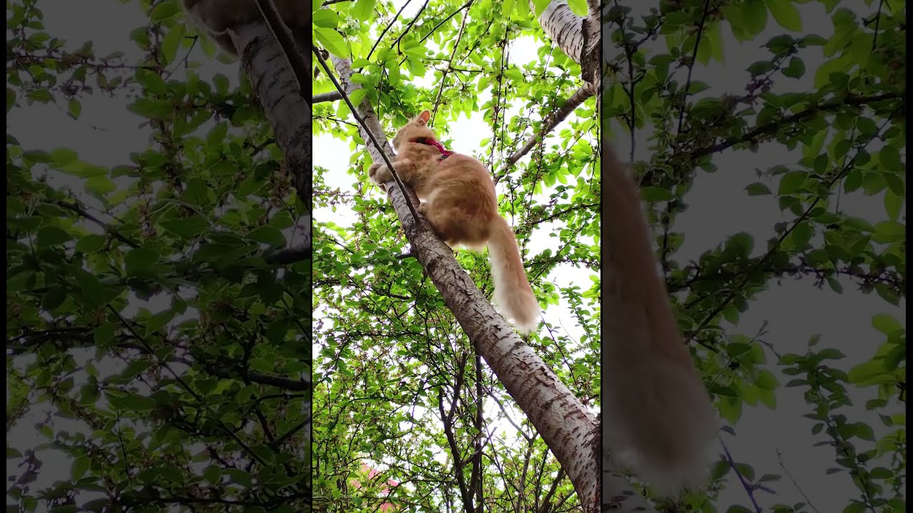 🐈Кошка древолазка 🌳🌳🌳