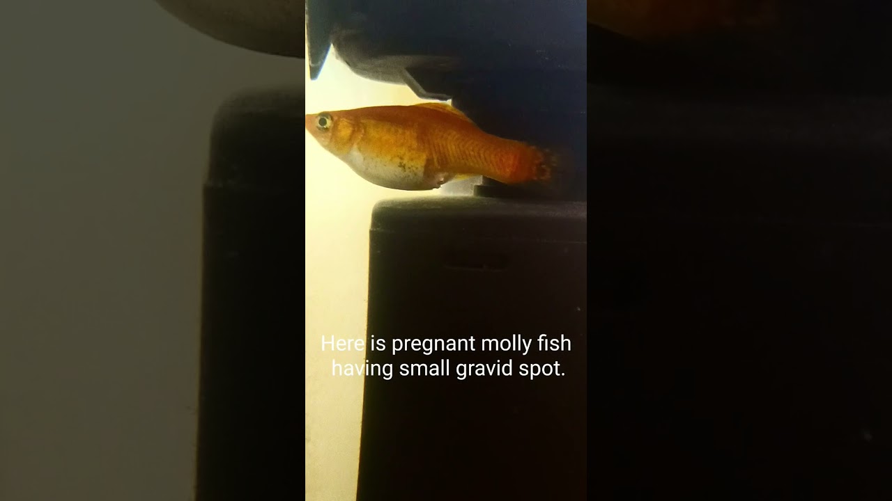 molly fish |pregnant| gravid spot #aquarium #mollyfish #gravidspot