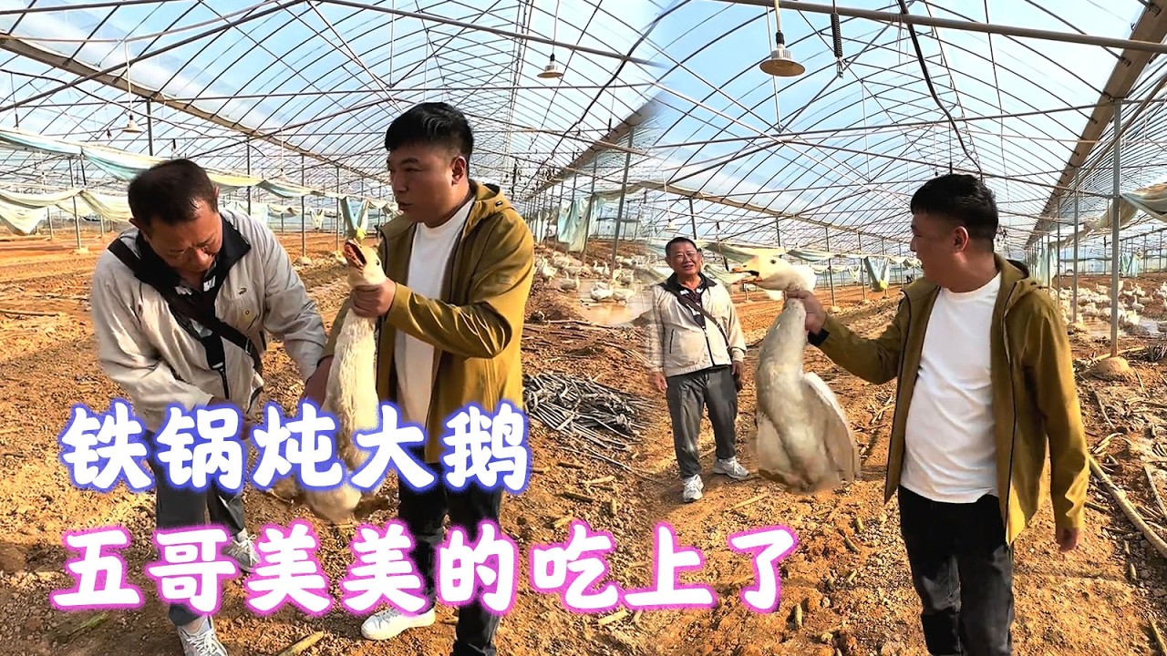养了100天的鹅，今天铁锅炖大鹅，五哥美美的吃上了【海派封兄弟】#海派封兄弟 #海派 #旅行 #vlog