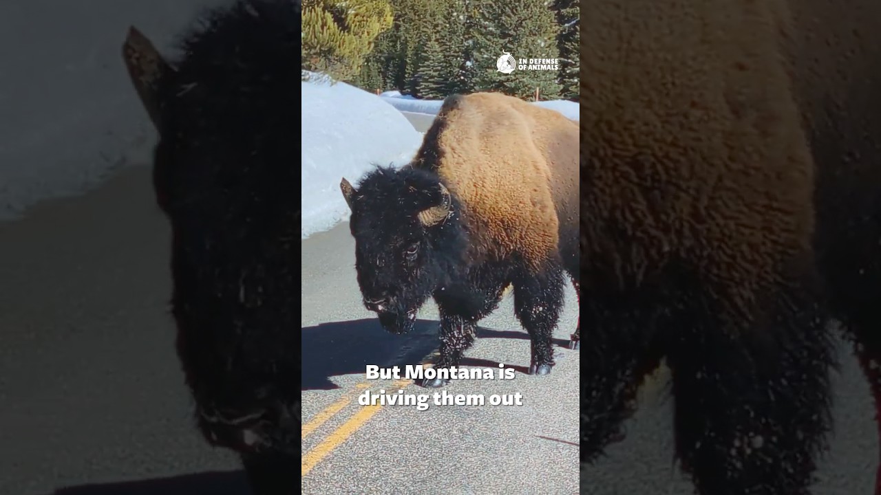 Stop The Mass Killing of Bison In Yellowstone