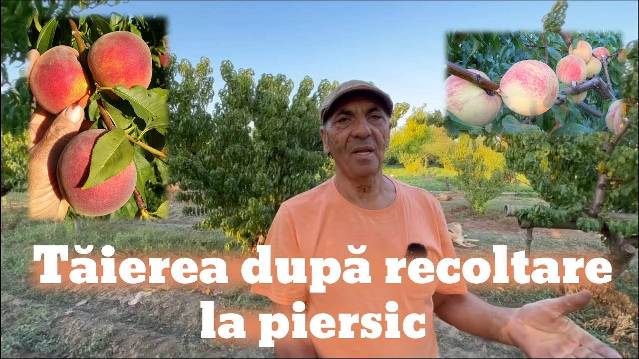 Tăierea la piersic după recoltare