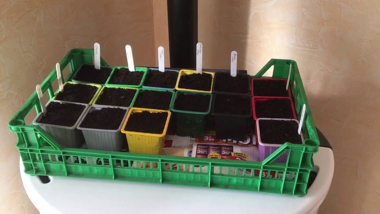 65 - Semer des tomates en godet