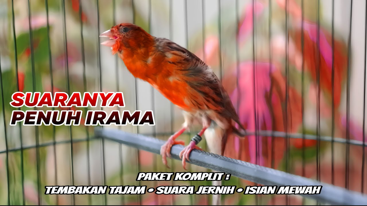 🔴#61 Suara Kenari gacor paling dicari_Tembakan Tajam_Full Isian mewah masteran wajib kenari juara