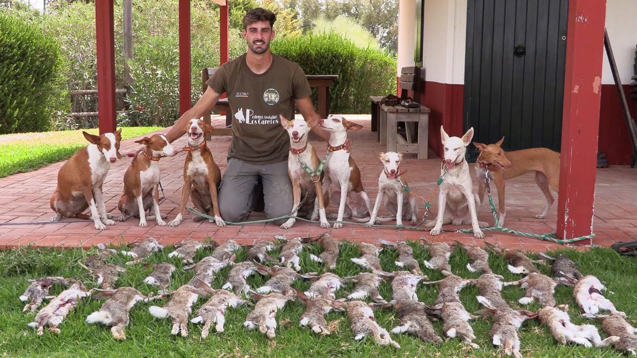 Conejos con podencos en Lebrija