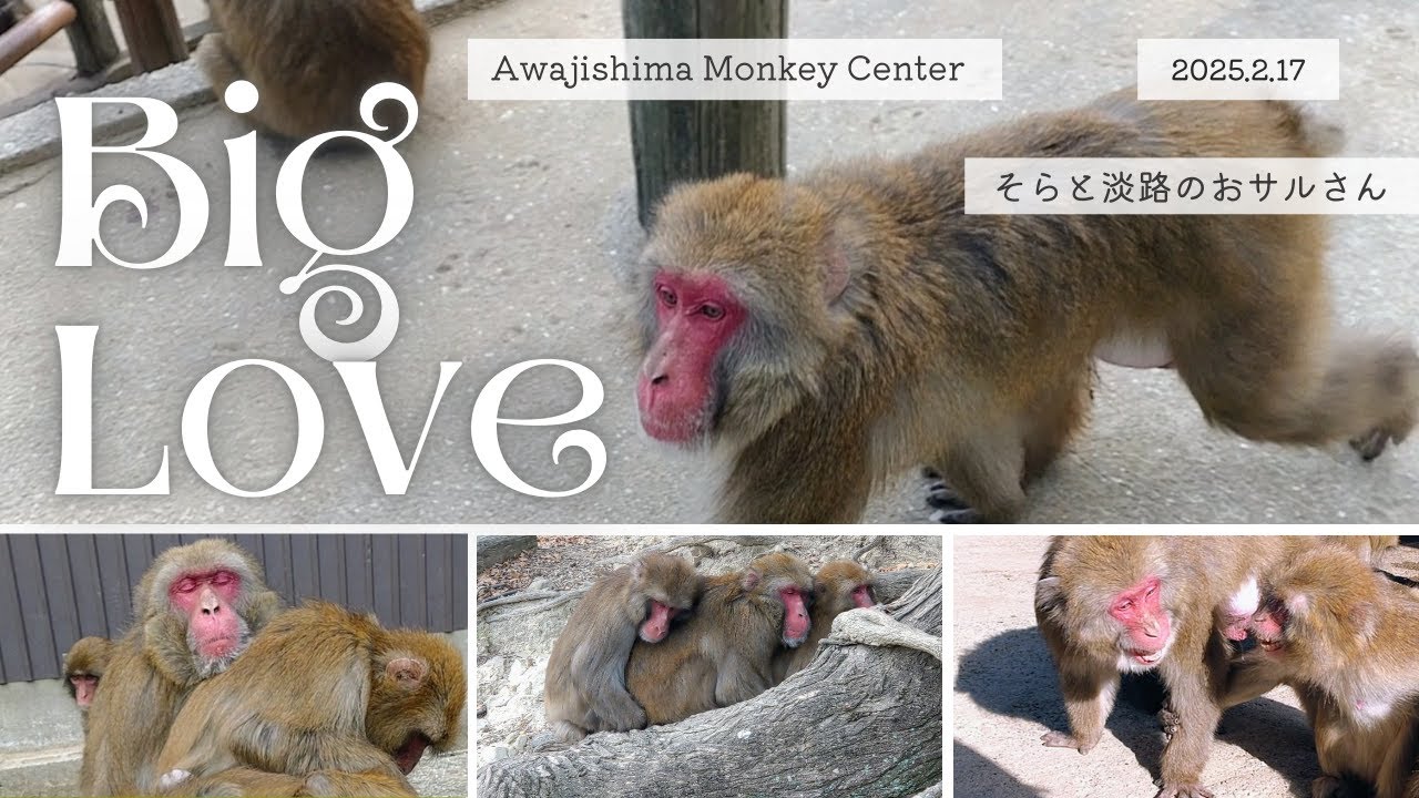 Big Love ♡ 2025.2.17 【淡路島モンキーセンター・ Awajishima Monkey Center】