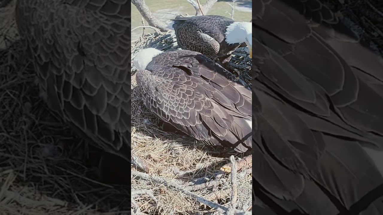 M’s love language is stick delivery! 🥰 #birds #eagle #baldeagle #wildlife