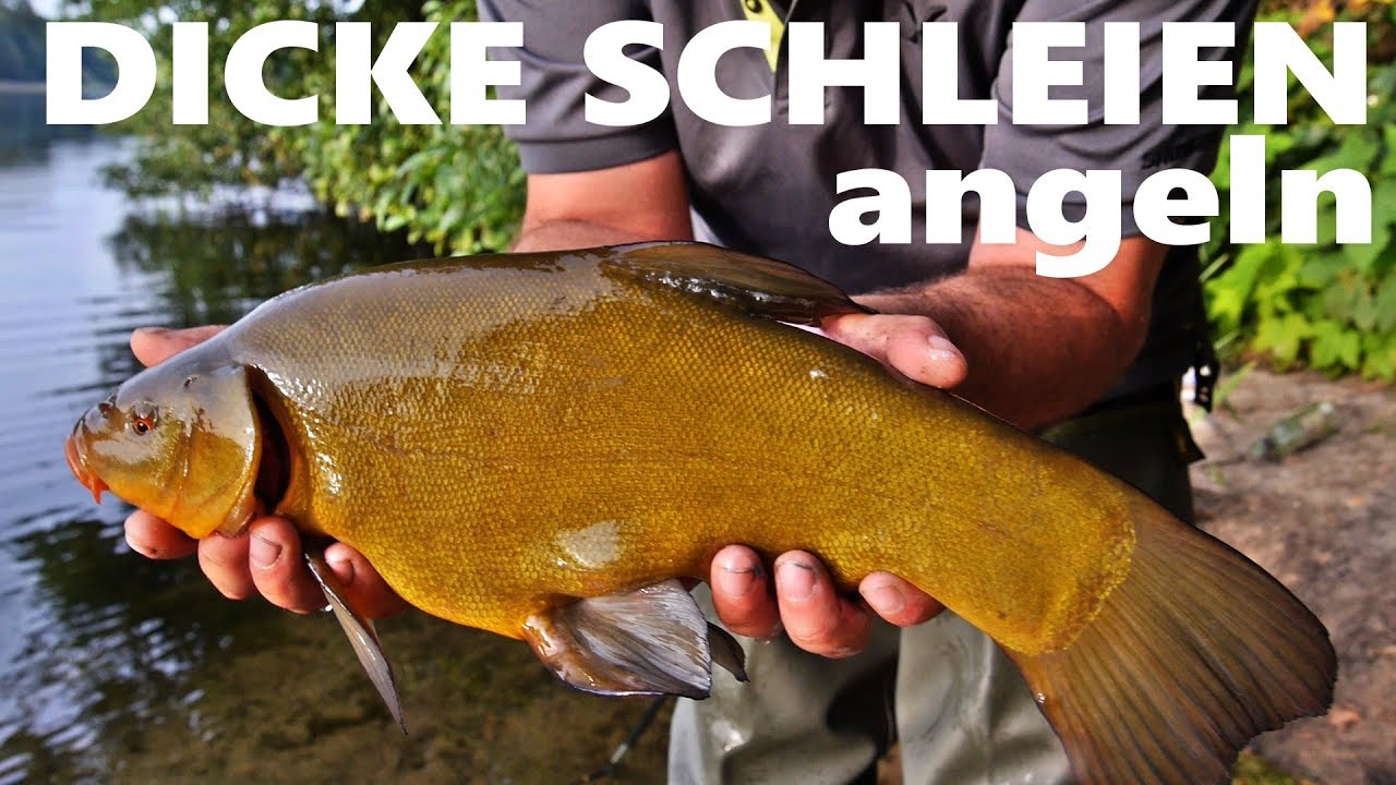 Richtig angeln auf gro&szlig;e Schleien | Badegast schwimmt unsere K&ouml;der raus