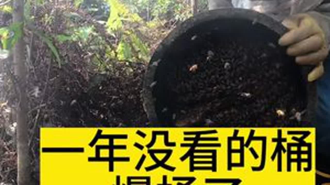 12个月没有看的诱蜂桶，会有怎样的收获？真是意想不到！ #蜜蜂#养蜂#诱蜂#诱蜂蜡