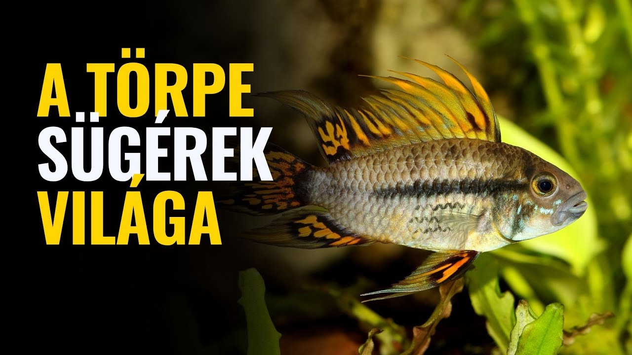 🎣 A törpe sügérek világa – minden, amit tudnod kell! | Beszélgetés Csák Józseffel