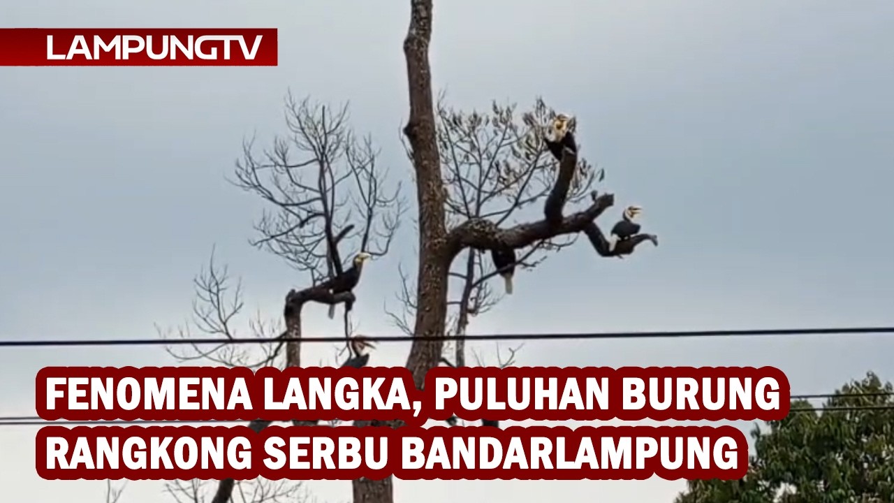 Fenomena Langka, Puluhan Burung Rangkong Serbu Bandarlampung