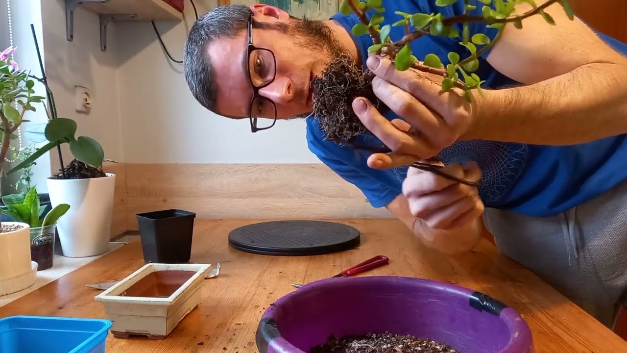 Portulacaria afra-tworzenie bonsai