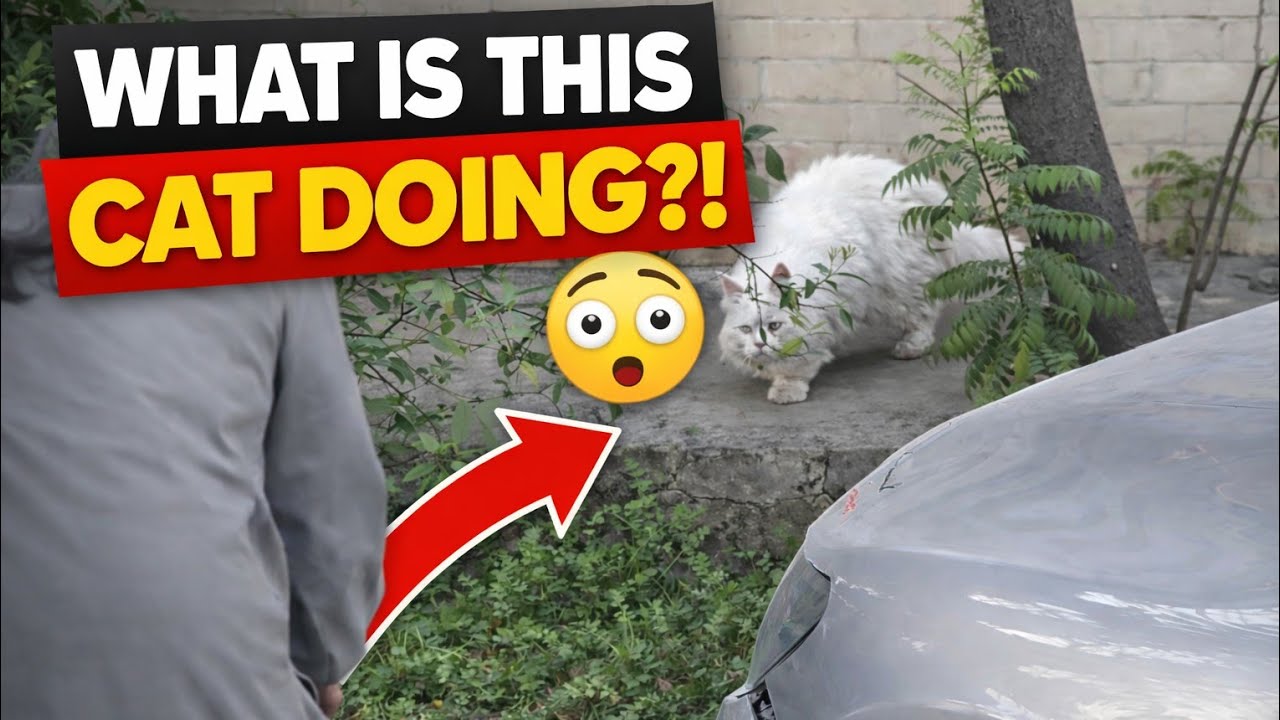 Feeding a Hungry Persian Cat… What Happened Next Surprised Me! 😳