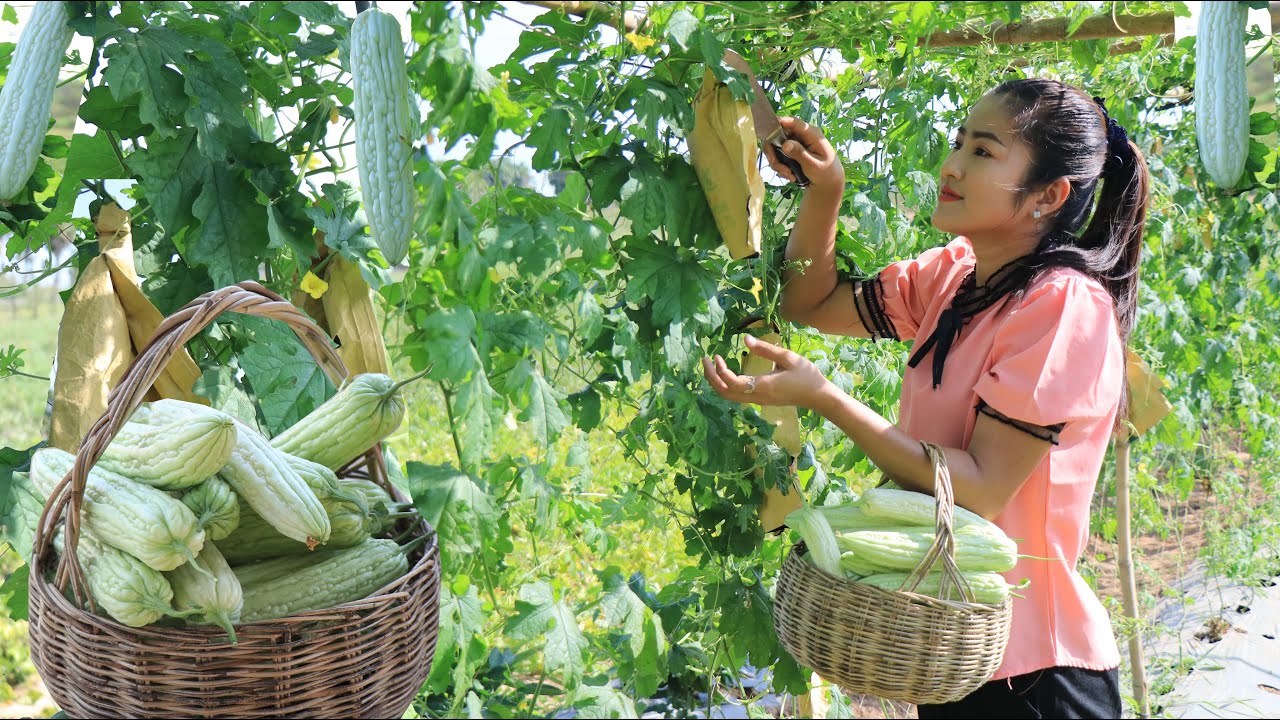 Harvesting bitter gourd and cooking / Bitter gourd recipes / Cooking with Sreypov