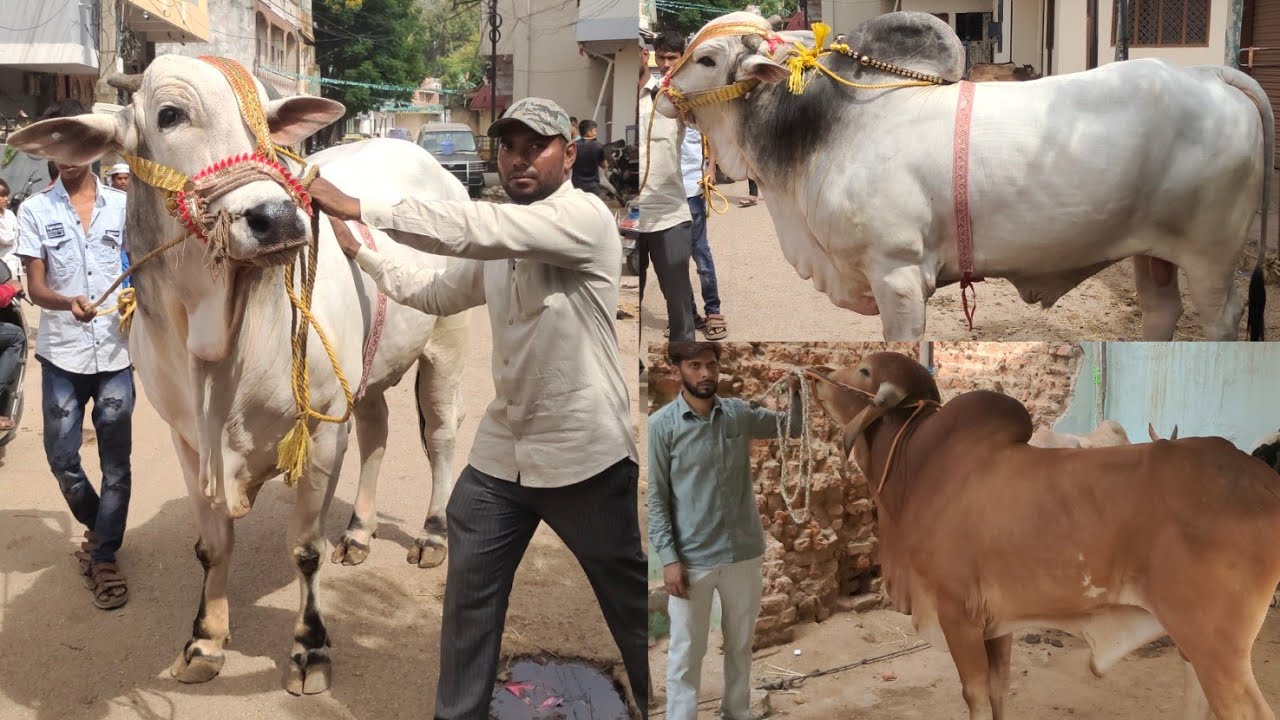 pure quality Indian bulls collection | deoni 🐂 | gir bull | tallest Ongole bulls in Fateh darwaza