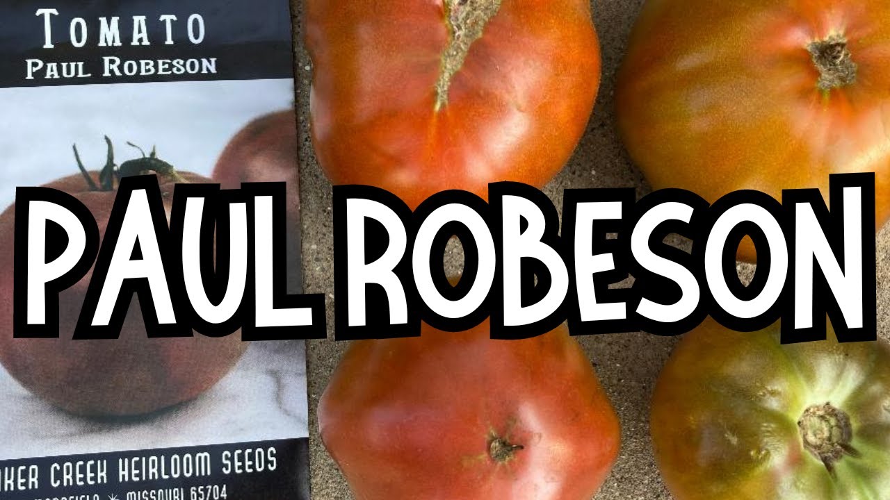 PAUL ROBESON tomatoes: growing, harvesting & tasting BAKER CREEK HEIRLOOM TOMATOES. #tomato