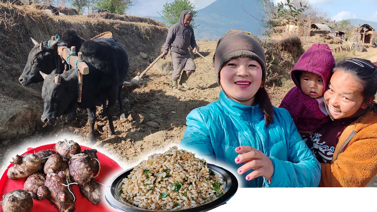 Ploughing farm by Uncle & Eating Chatpate & Taro Root दिपाले गोरु जोत्नु भयो अनि चट्पटे, पिडालु खाको