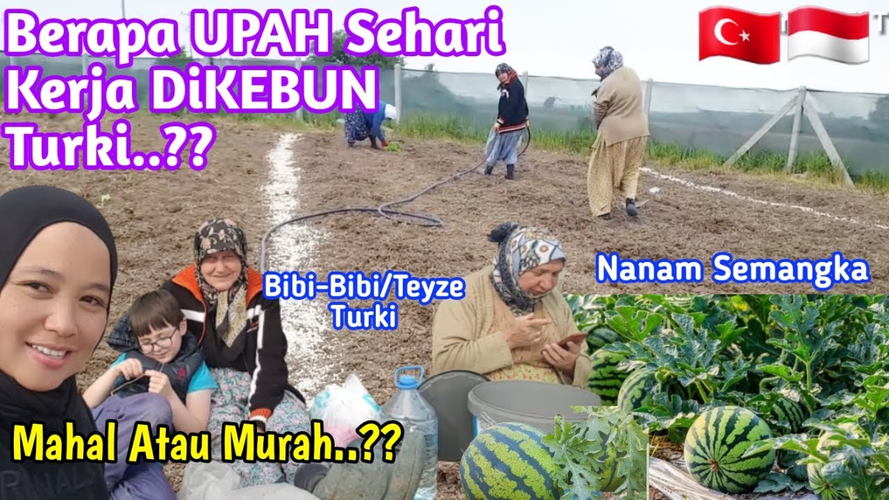 berapa gaji/upah kerja Harian di kebun turki ??Menanam Semangka