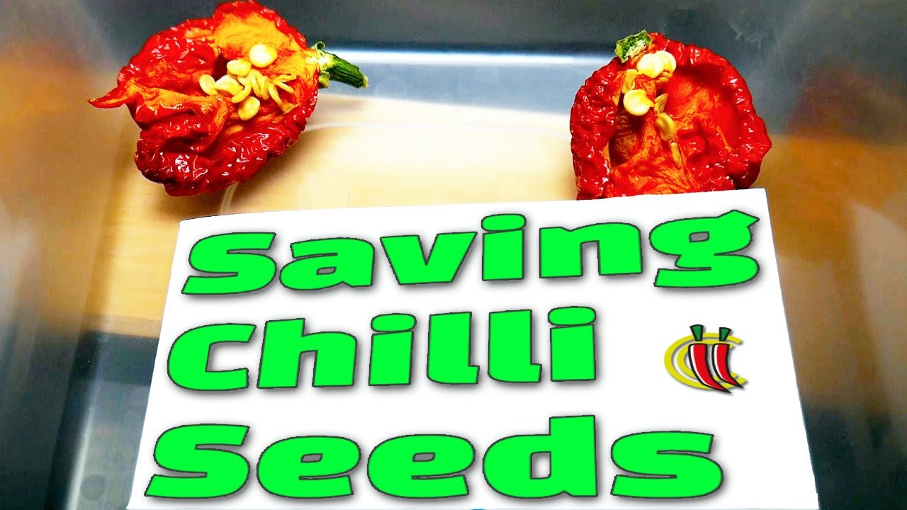 How to Save Chilli Pepper Seeds