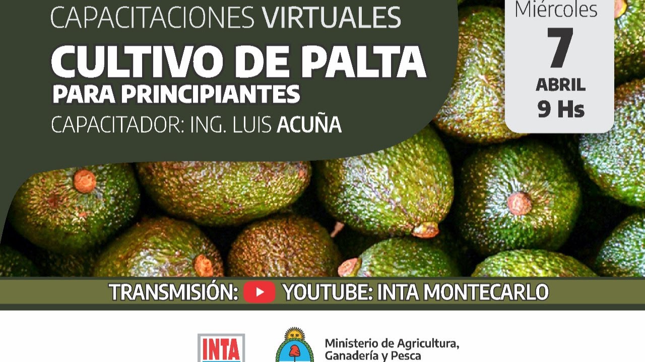 CULTIVO DE PALTA para principiantes.