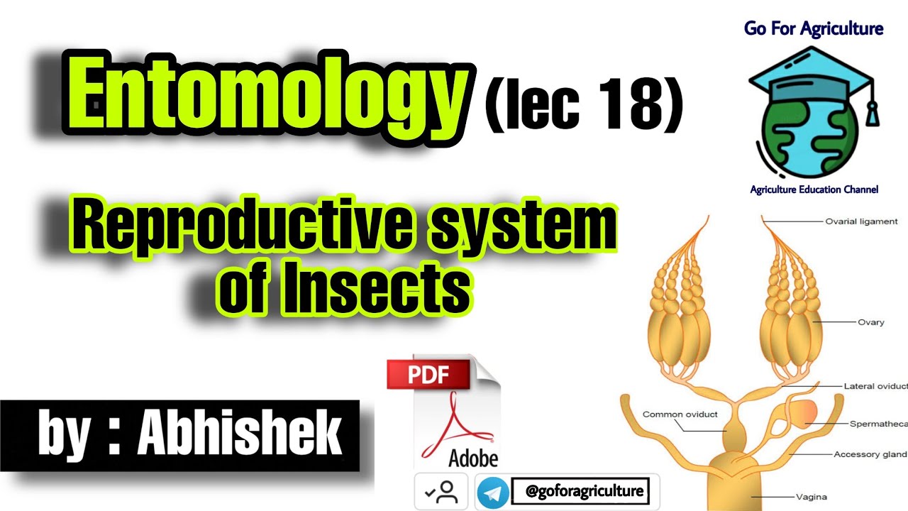 Reproductive system of insects • Entomology lec 18 • Go For Agriculture Education #icar #bhu #ibps