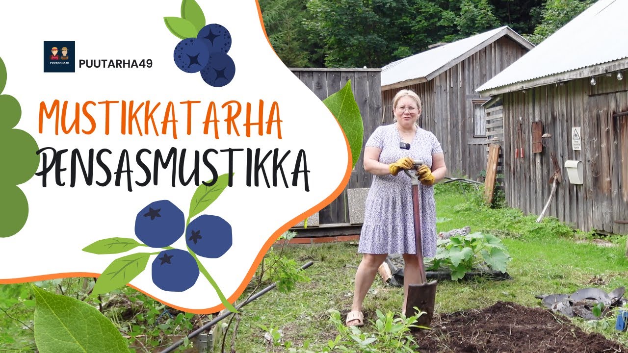 Mustikkatarha I Pensasmustikat