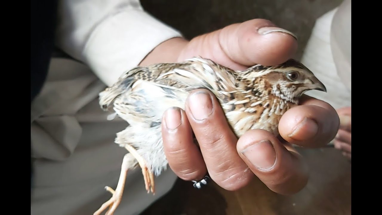 Batair Training For Competition||Tips & Tricks For Quail Training Competition