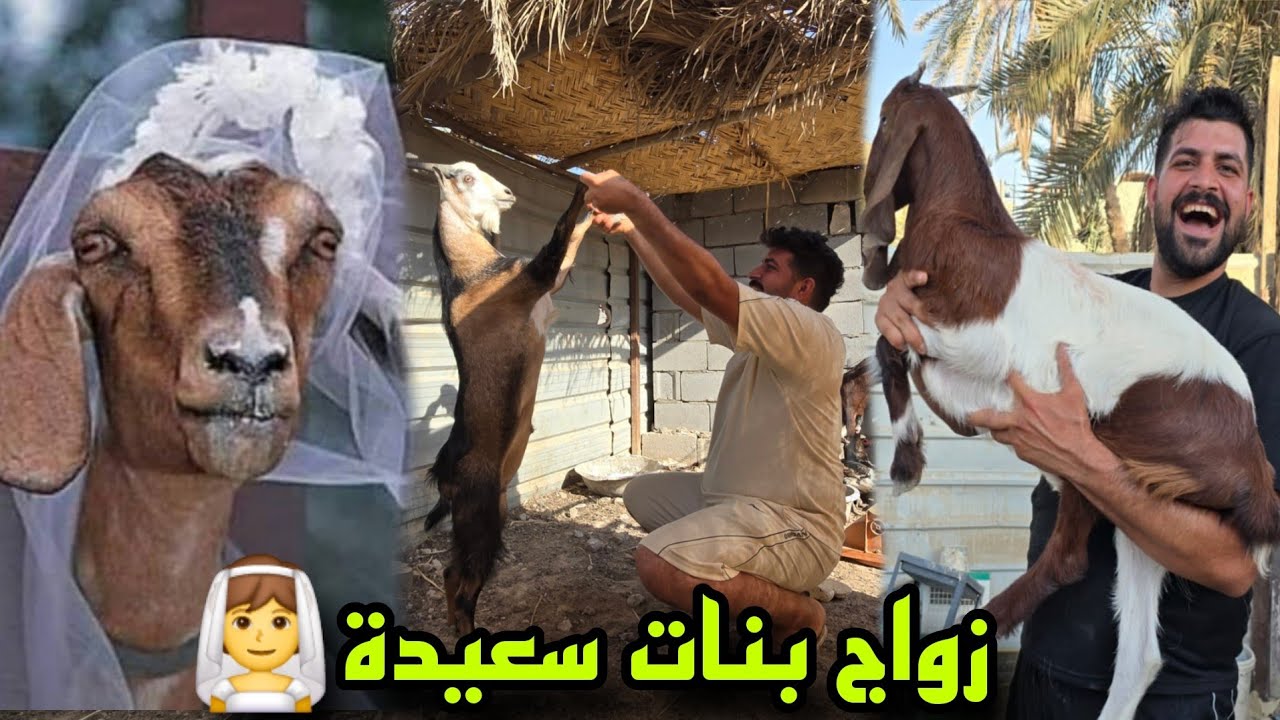 أغرب عرس ماعز تشوفه بحياتك 👰🐐