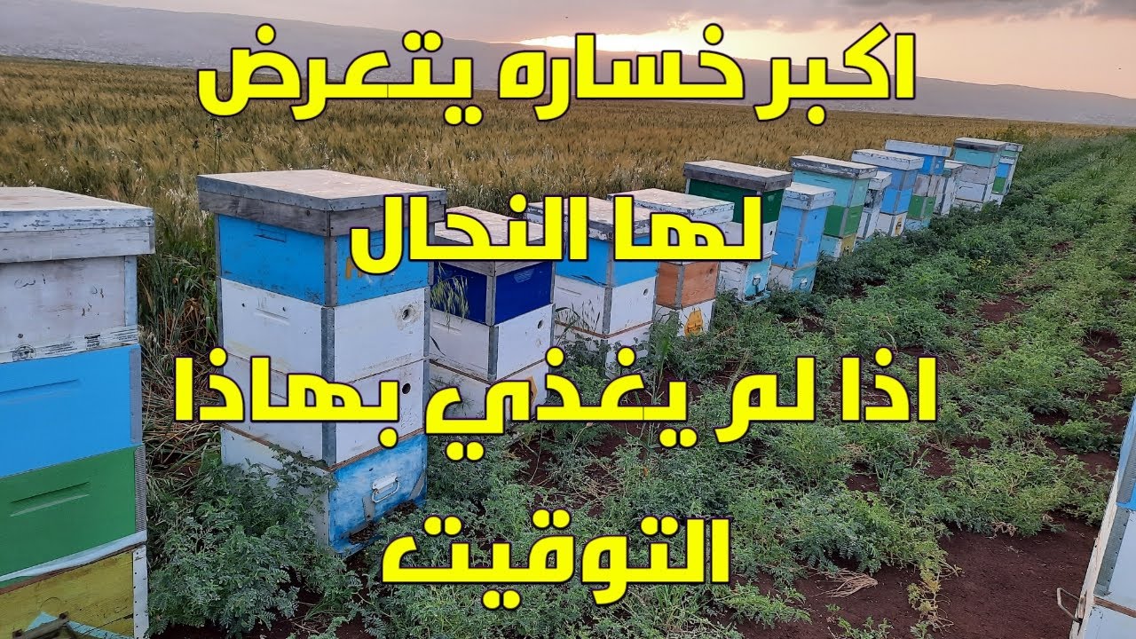 اذا لم تُغذي بهاذه الفتره سوف تخسر نحلك