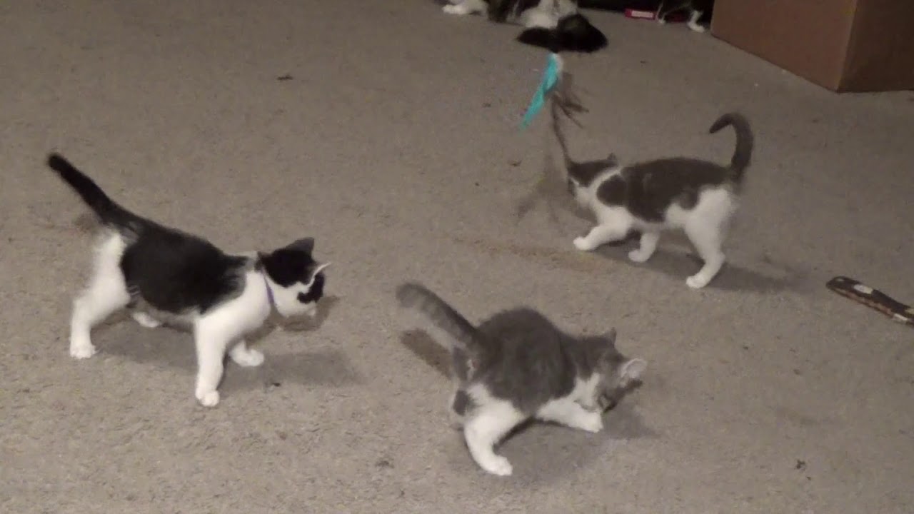 Playful Kittens Learning How To Use Their Claws Appropriately! Avoid Declawing! Foster Litter #32