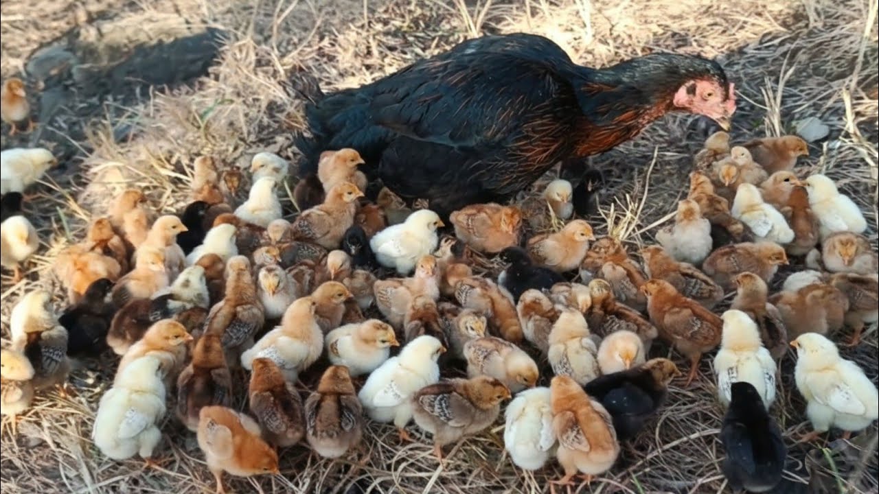 Hen and chicks in a mountains | Hen and chicks #hens #chicks #babychicks