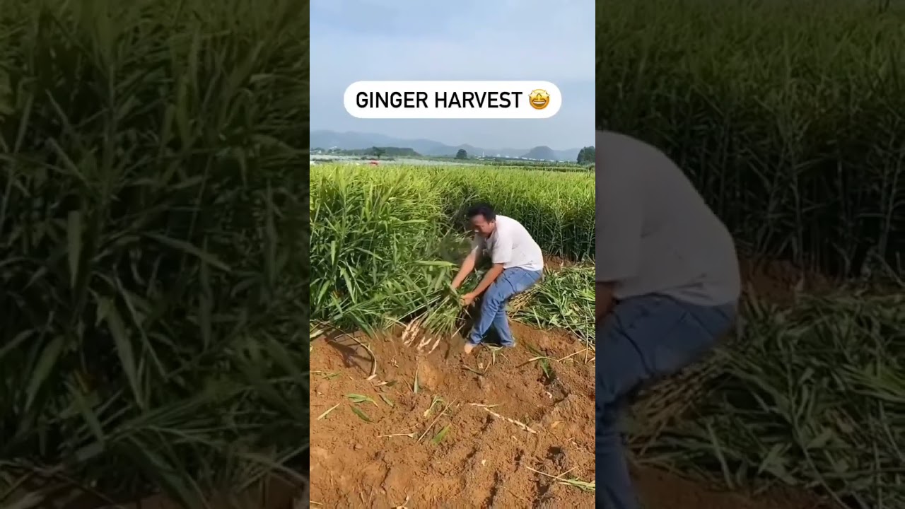 How to harvest  ginger #ginger #satisfying #fypシ #viralvideo #farming