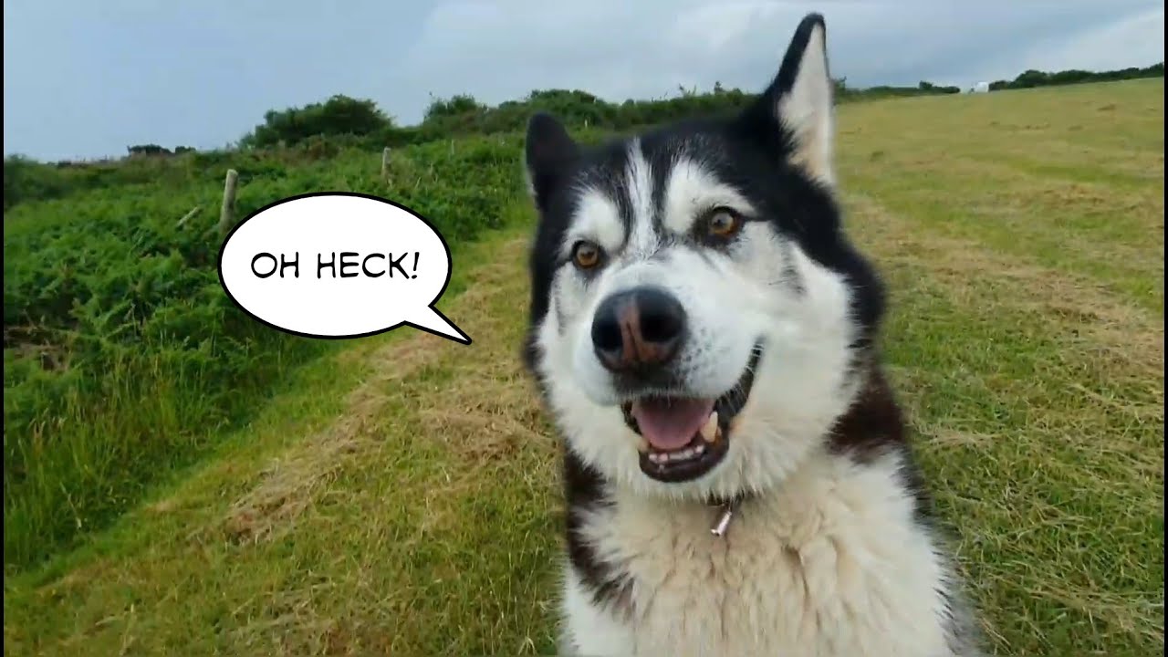 Dog asks if we can Chase the Storm so We Did