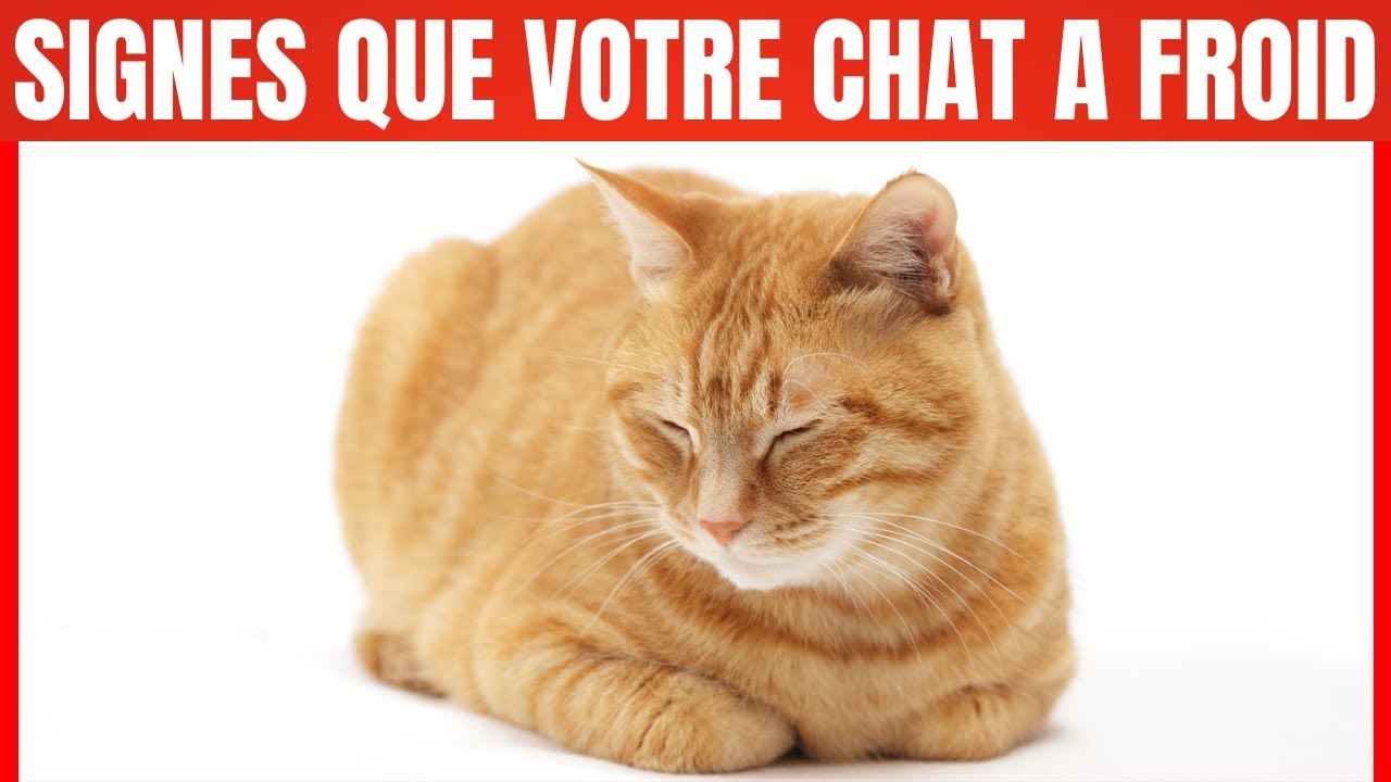 Comment savoir si Votre Chat a froid ?