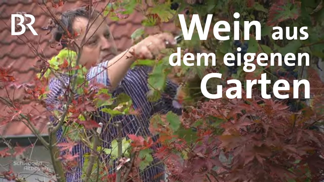 Wein aus Passau im eigenen Anbau: Hobby-Winzer Stephan Blendl | Schwaben & Altbayern | BR