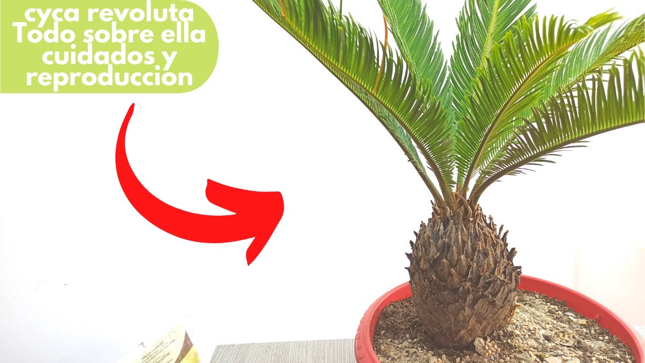 Cyca revoluta una planta impresionante que debes tener en casa